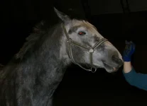 IMGP9950.webp