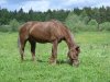 CIMG0009-a.jpg
