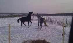 IMAG0302.webp