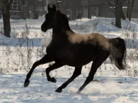 гарик.webp