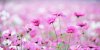 short_field_with_flowers.jpg