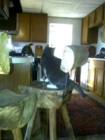 cat.webp