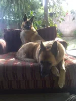 dogs.webp