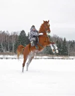 x_49cb9c72.webp