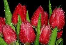 V8L9Bp5SGq.webp