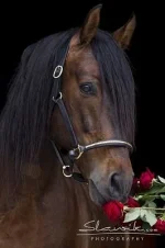 x_9cd7f563.webp
