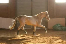 x_831c0527.webp
