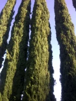 cypress.webp