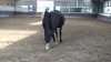 Horse-stepping-under-21.jpg