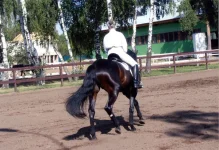 010.webp