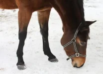 444.webp