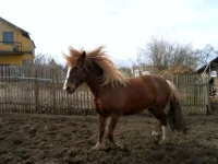 SAM_2739.webp