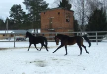 DSCF6863.webp