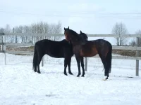 DSCF6896.webp