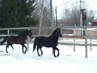 DSCF6860.webp