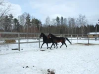 DSCF6870.webp