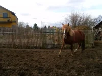 SAM_2733.webp