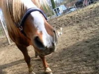 SAM_2710.webp