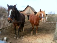 SAM_2714.webp