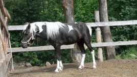 x_672e103d.webp