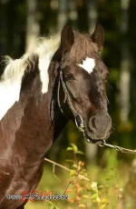 x_bd35987b.webp