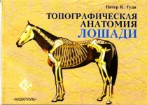 Гуди-Топографическая анатомия лошади.webp