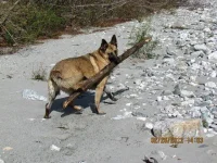 fetching 2.webp