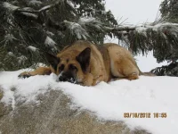 clyde snow.webp