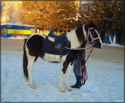1год и 9мес якобы прогулка по городу.webp