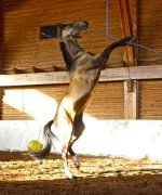 x_82627098.webp