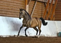 x_a527ba5a.webp
