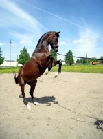 311.webp