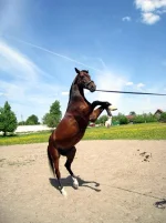 309.webp