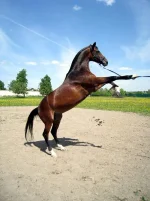 307.webp