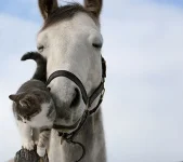 Лошадь и кот.webp