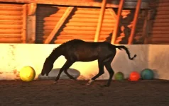 x_0c68086d.webp