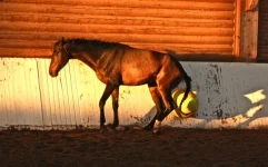 x_08d0605b.webp