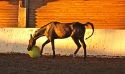 x_de805859.webp