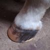 hoof3.jpg