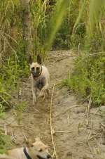 running.webp