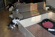 Кошки и Лорик.webp