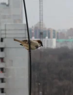 вор.webp