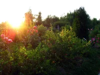 479.webp