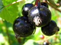 145.webp