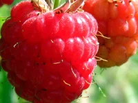 183.webp