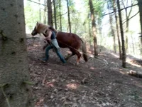 SAM_2890.webp
