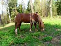 SAM_2886.webp