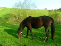 SAM_2964.webp