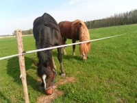 SAM_2971.webp
