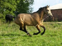 012d75a4a8bd.webp